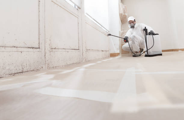 24/7 Emergency Attic Mold Remediation experts in Winter Garden, FL