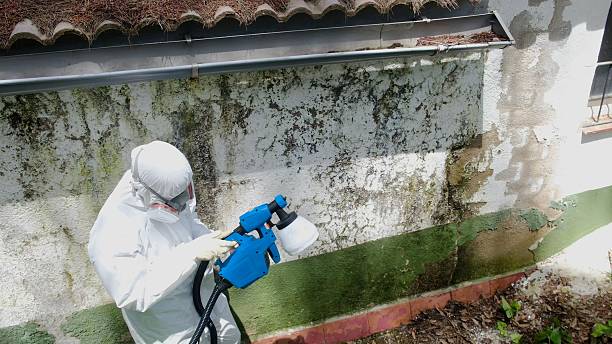 Top rated local Attic Mold Remediation specialists in Winter Garden, FL